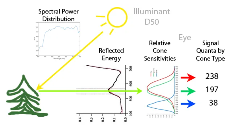 Illumination light source reflects off the surface of an object images